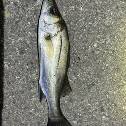 セイゴ（マルスズキ）