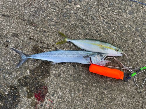サゴシの釣果