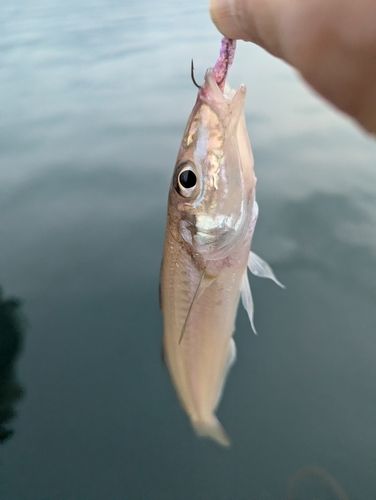 キスの釣果