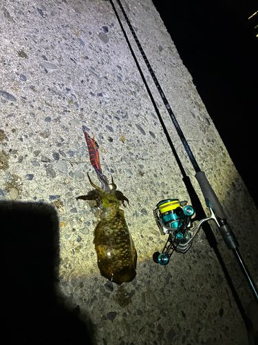 アオリイカの釣果