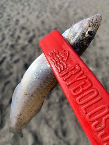 シロギスの釣果