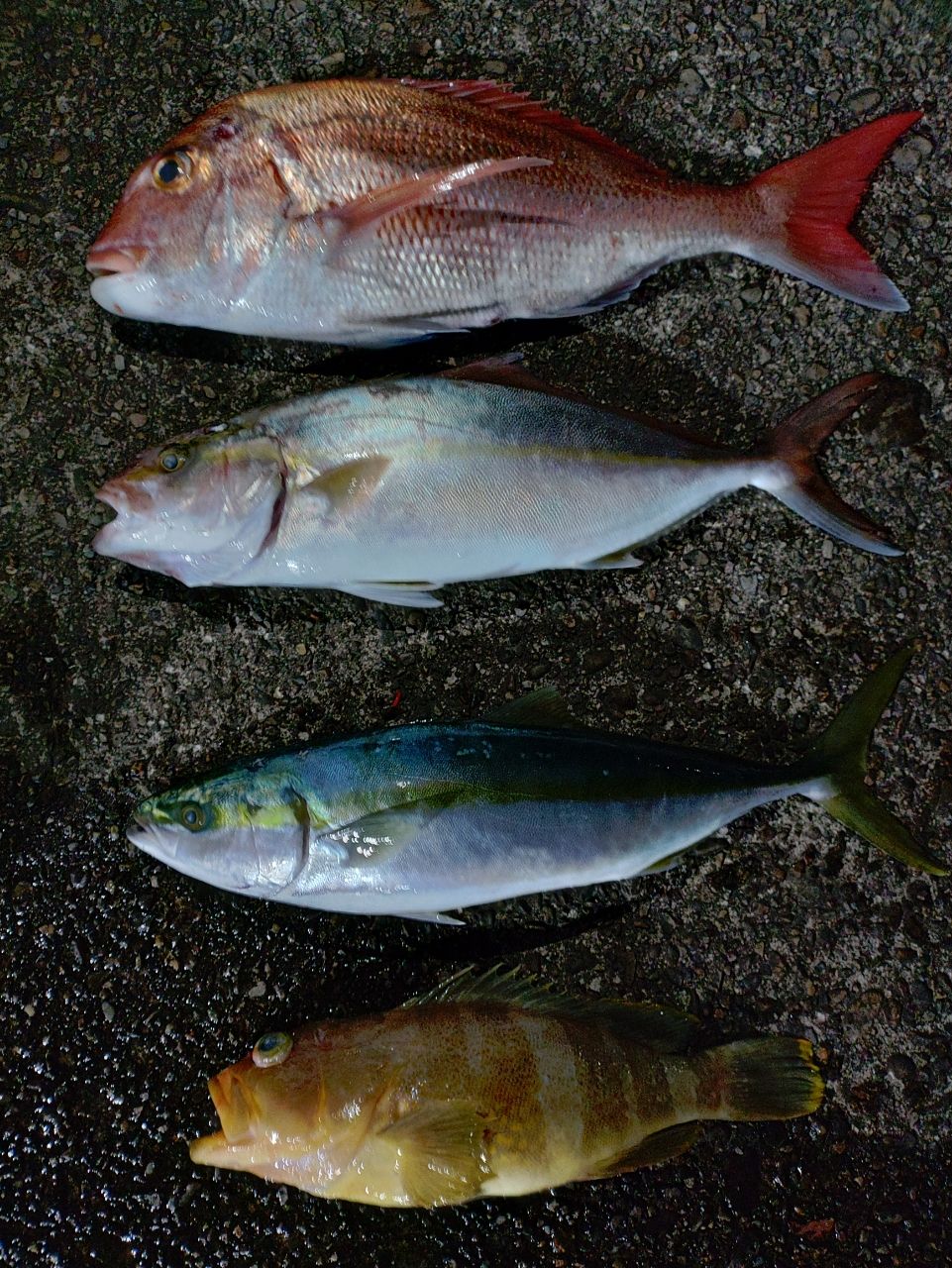 ヒサマルさんの釣果 3枚目の画像