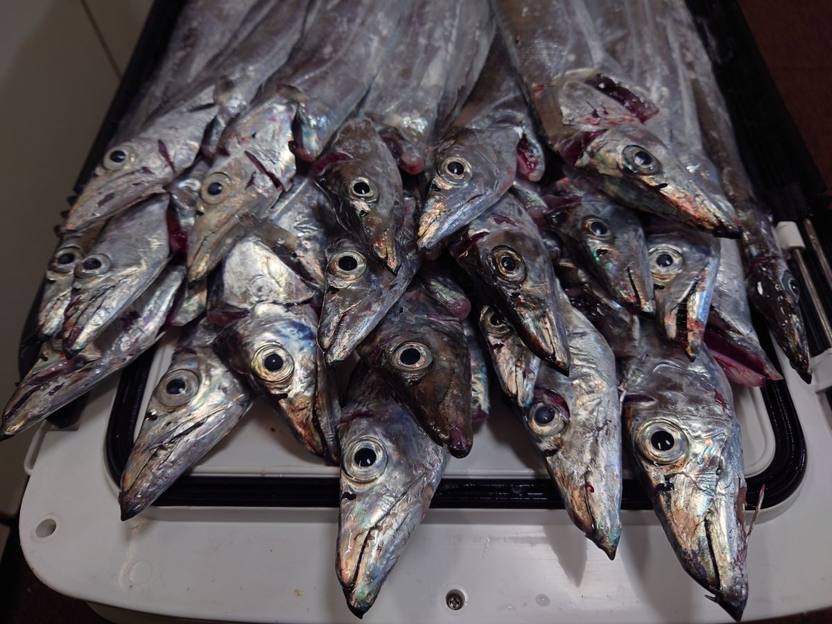 闇金モートーさんの釣果 2枚目の画像