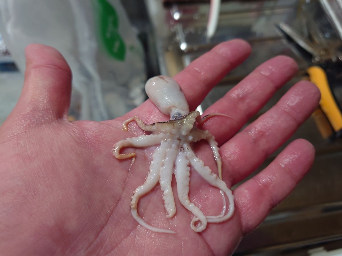 闇金モートーさんの釣果 3枚目の画像