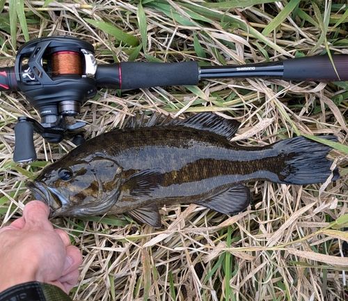 スモールマウスバスの釣果