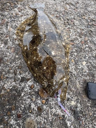 カレイの釣果