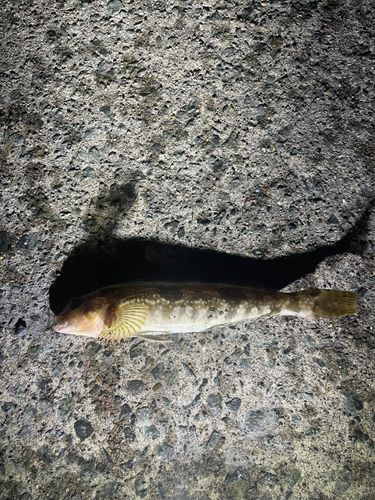 アイナメの釣果