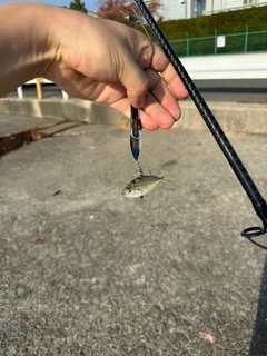 ヒイラギの釣果