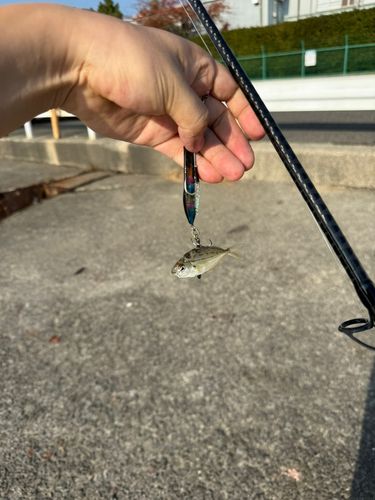 ヒイラギの釣果