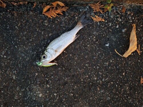 セイゴ（ヒラスズキ）の釣果