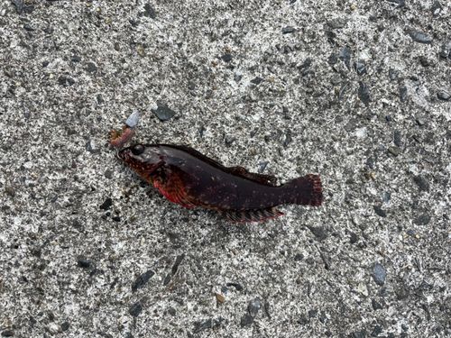 アイナメの釣果