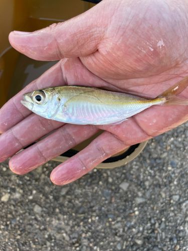 小浜港（福井）