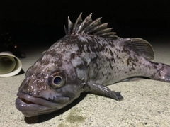 クロソイの釣果