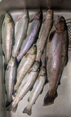 レインボートラウトの釣果