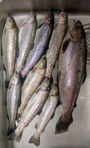 鬼怒川フィッシングエリア