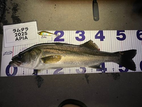 フッコ（マルスズキ）の釣果