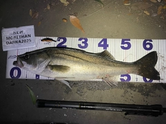シーバスの釣果