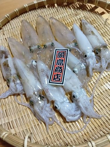 ヒイカの釣果