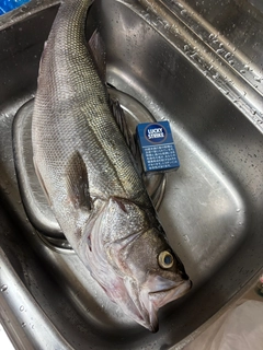 マルスズキの釣果