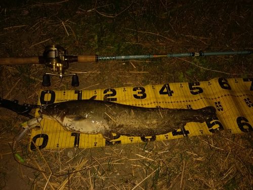 ニホンナマズの釣果