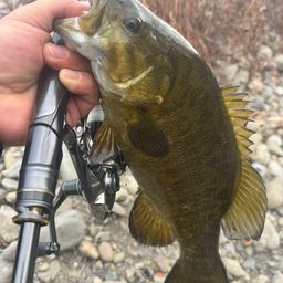 スモールマウスバス