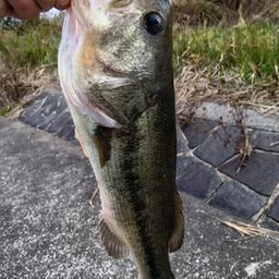 ラージマウスバス