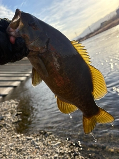 スモールマウスバスの釣果