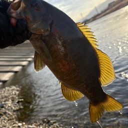 スモールマウスバス