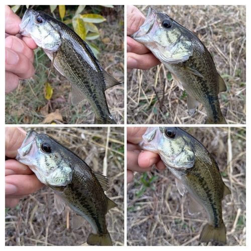 ラージマウスバスの釣果