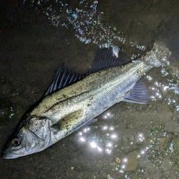 フッコ（マルスズキ）