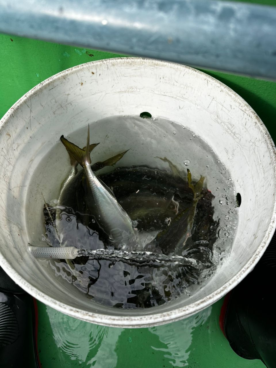 ボウズマン！さんの釣果 2枚目の画像