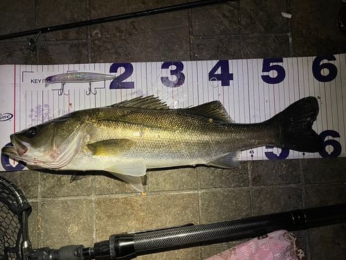 フッコ（マルスズキ）の釣果