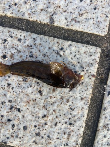 イソギンポの釣果