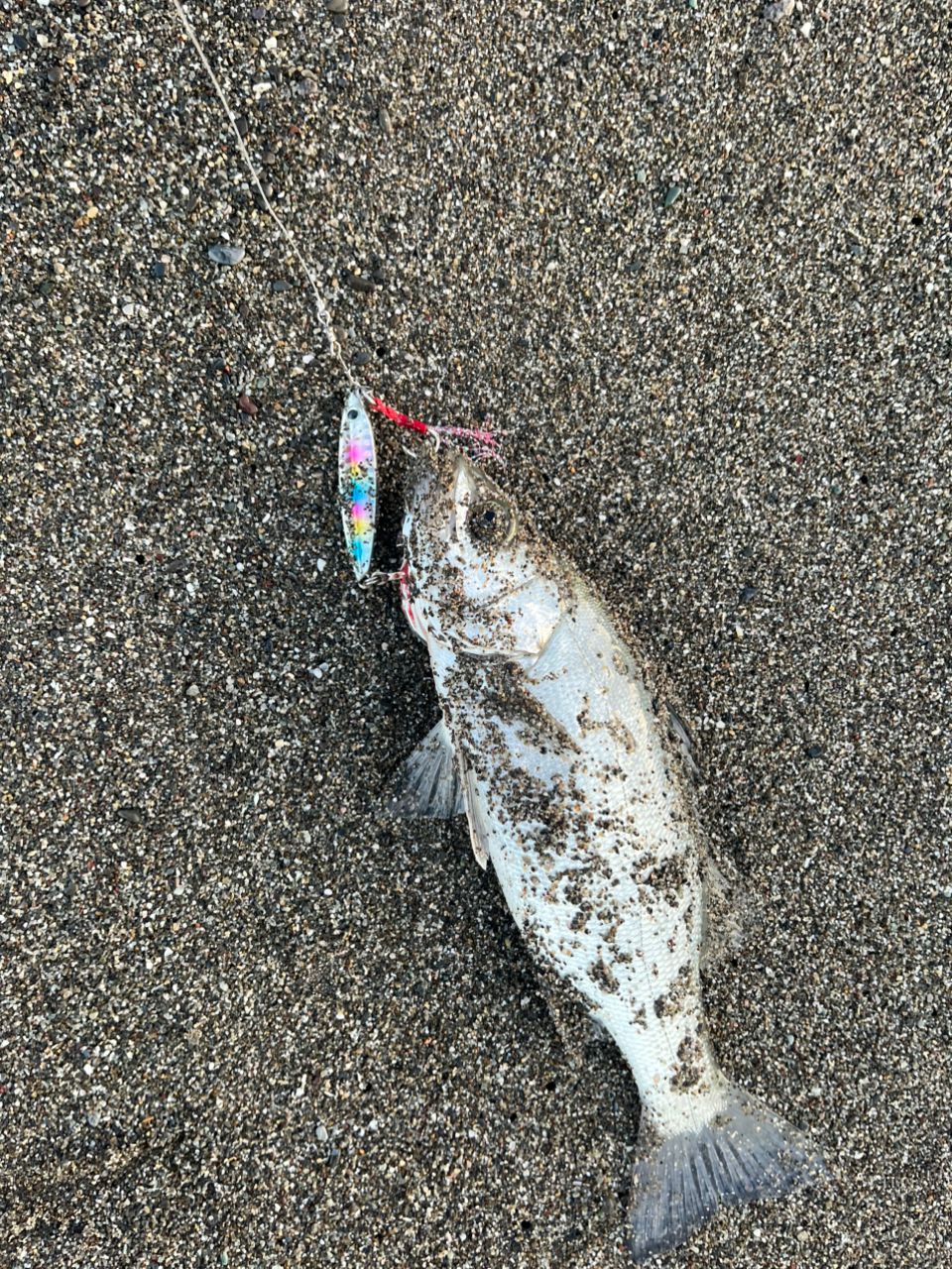 セイゴ（ヒラスズキ）