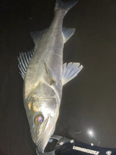 フッコ（マルスズキ）の釣果