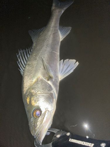 フッコ（マルスズキ）の釣果