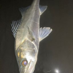 フッコ（マルスズキ）