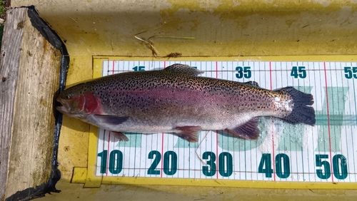 ニジマスの釣果