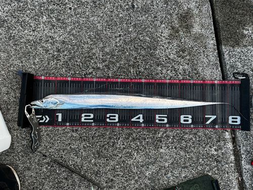 タチウオの釣果