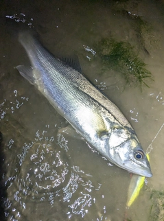 セイゴ（マルスズキ）の釣果