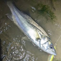 セイゴ（マルスズキ）