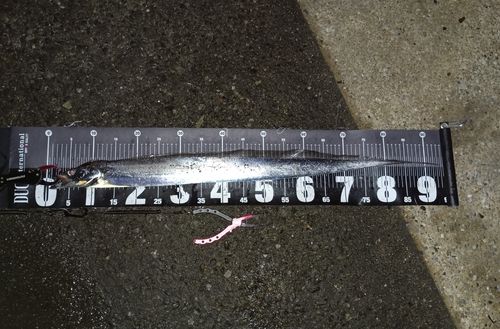 タチウオの釣果