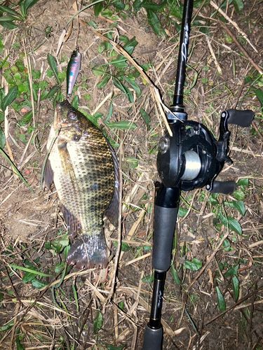 ラージマウスバスの釣果