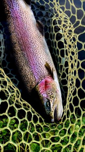 ニジマスの釣果