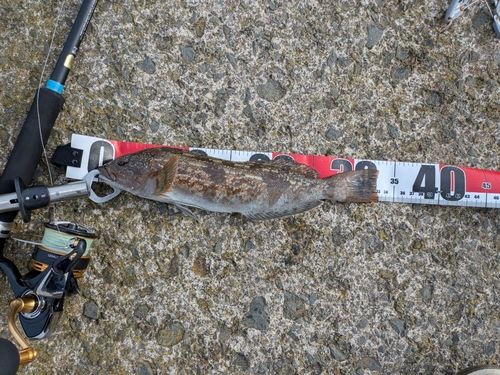 アイナメの釣果