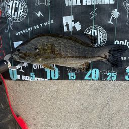 スモールマウスバス