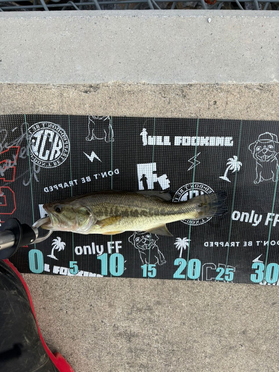 ラージマウスバス