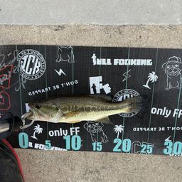 ラージマウスバス