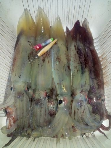 三陸海岸（岩手）