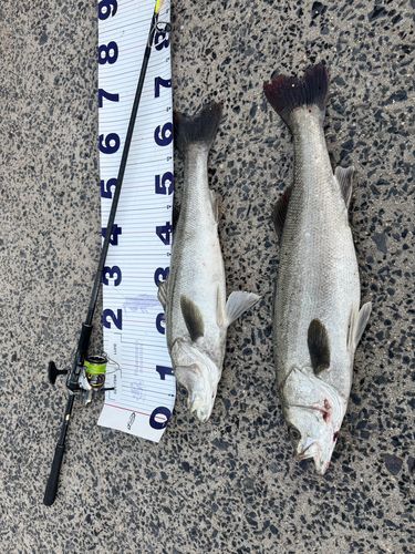 シーバスの釣果